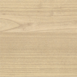 Клен светлый Клен светлый